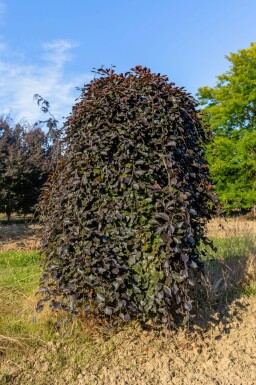 Fagus sylvatica 'Purpurea Pendula' trauerform