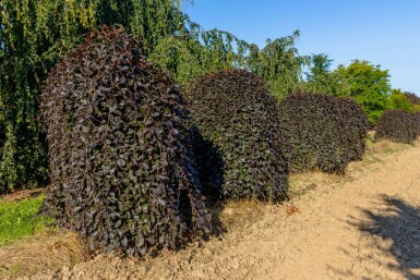 Fagus sylvatica 'Purpurea Pendula' trauerform