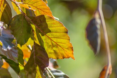 Fagus sylvatica 'Purpurea Pendula' trauerform 120cm Stamm