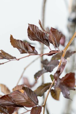 Fagus sylvatica 'Purpurea Pendula' trauerform 120cm Stamm