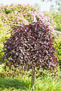 Fagus sylvatica 'Purpurea Pendula' trauerform 120cm Stamm