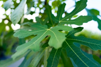 Ficus carica hochstamm