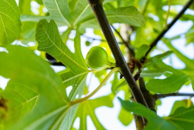 Ficus carica hochstamm 14/16