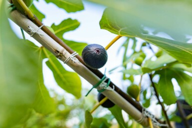 Ficus carica hochstamm 14/16