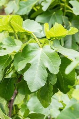 Ficus carica mehrstämmig