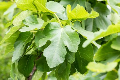 Ficus carica mehrstämmig