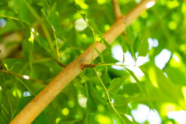 Fraxinus americana