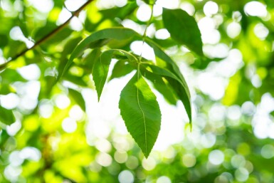 Fraxinus americana hochstamm