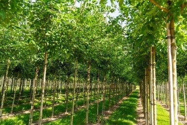 Fraxinus americana hochstamm 10/12