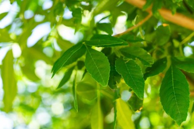 Fraxinus americana hochstamm 10/12