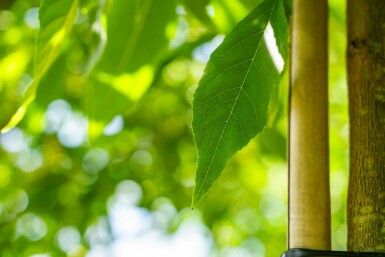 Fraxinus americana hochstamm 10/12