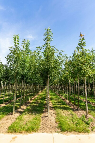 Fraxinus angustifolia 'Raywood' hochstamm 10/12