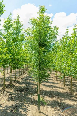 Fraxinus angustifolia 'Raywood' hochstamm