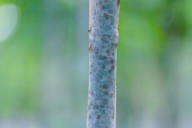 Fraxinus angustifolia 'Raywood' hochstamm 10/12