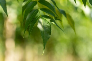 Fraxinus angustifolia 'Raywood' hochstamm 10/12