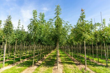 Fraxinus angustifolia 'Raywood' hochstamm 10/12