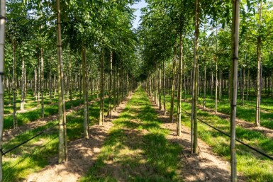 Fraxinus angustifolia 'Raywood' hochstamm 10/12