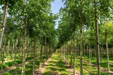 Fraxinus angustifolia 'Raywood' hochstamm 10/12