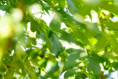 Fraxinus angustifolia 'Raywood' hochstamm 10/12