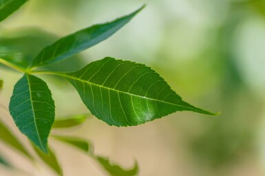 Fraxinus angustifolia 'Raywood' mehrstämmig