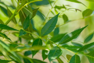 Fraxinus angustifolia 'Raywood' mehrstämmig