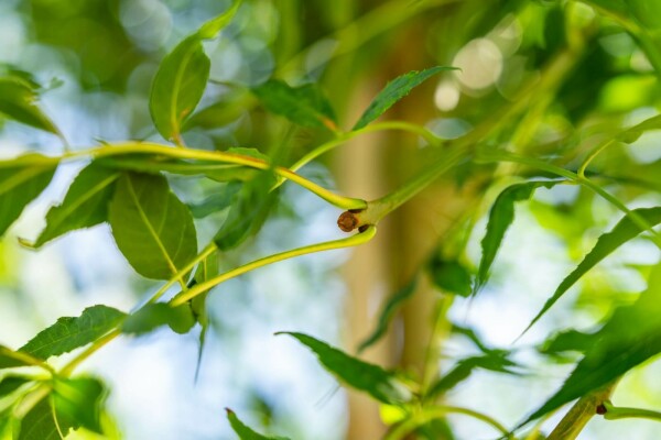 Fraxinus excelsior