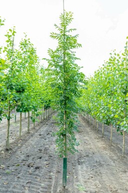 Fraxinus excelsior hochstamm