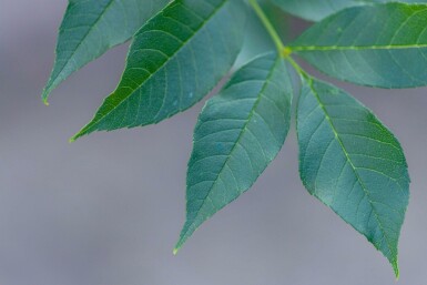 Fraxinus excelsior hochstamm 10/12