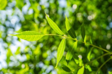 Fraxinus excelsior hochstamm 10/12