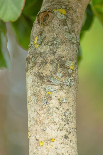 Fraxinus excelsior 'Nana'