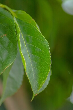 Fraxinus excelsior 'Nana' kugelförmig 10/12 225cm Stamm