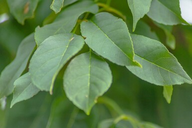 Fraxinus excelsior 'Nana' kugelförmig