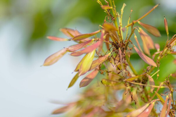 Fraxinus ornus