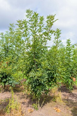 Fraxinus ornus mehrstämmig