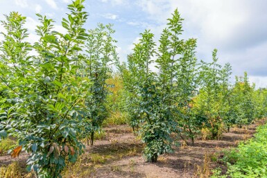 Fraxinus ornus mehrstämmig