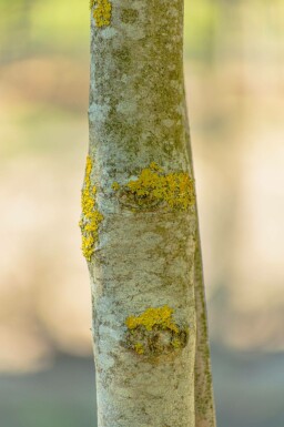 Fraxinus ornus mehrstämmig 400-450