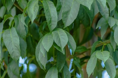 Fraxinus ornus 'Mecsek'