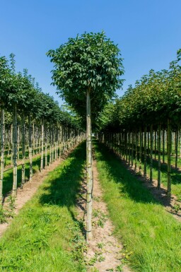 Kugelförmige Blumen-Esche Fraxinus ornus 'Mecsek' Kugelförmig Fraxinus ornus 'Mecsek' Kugelförmig