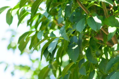 Fraxinus ornus 'Mecsek' kugelförmig