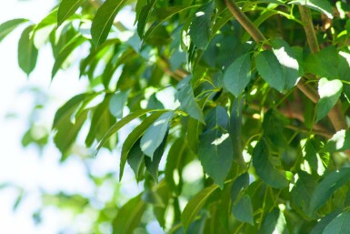 Kugelförmige Blumen-Esche Fraxinus ornus 'Mecsek' Kugelförmig Fraxinus ornus 'Mecsek' Kugelförmig