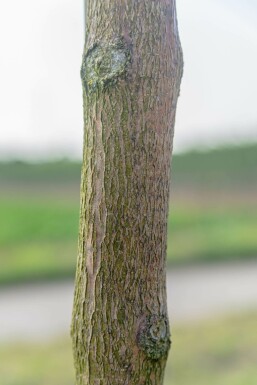 Fraxinus ornus 'Mecsek' kugelförmig 10/12 225cm Stamm