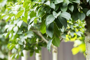 Fraxinus ornus 'Mecsek' kugelförmig 10/12 225cm Stamm