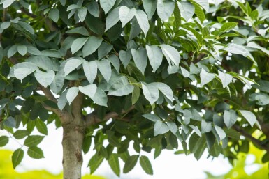 Fraxinus ornus 'Mecsek' kugelförmig 10/12 225cm Stamm