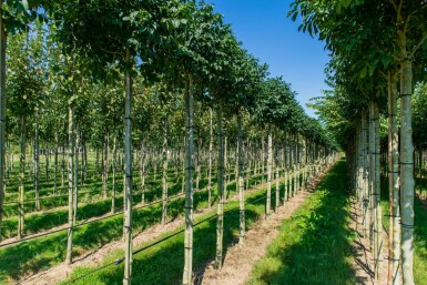 Fraxinus ornus 'Mecsek' kugelförmig 10/12 225cm Stamm