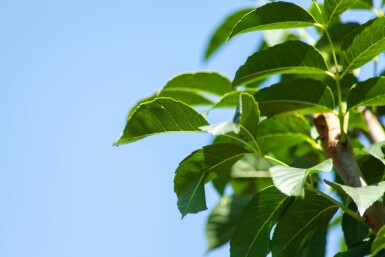 Fraxinus ornus 'Mecsek' kugelförmig 10/12 225cm Stamm