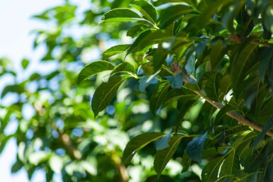 Fraxinus ornus 'Mecsek' kugelförmig 10/12 225cm Stamm