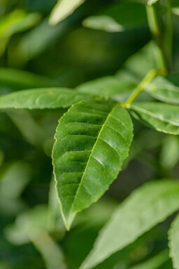 Fraxinus pennsylvanica 'Summit'