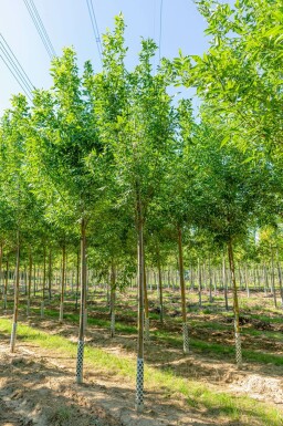 Fraxinus pennsylvanica 'Summit' hochstamm 10/12