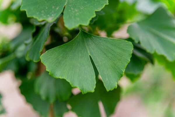 Ginkgo biloba