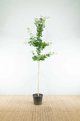 Ginkgo biloba hochstamm 4/6